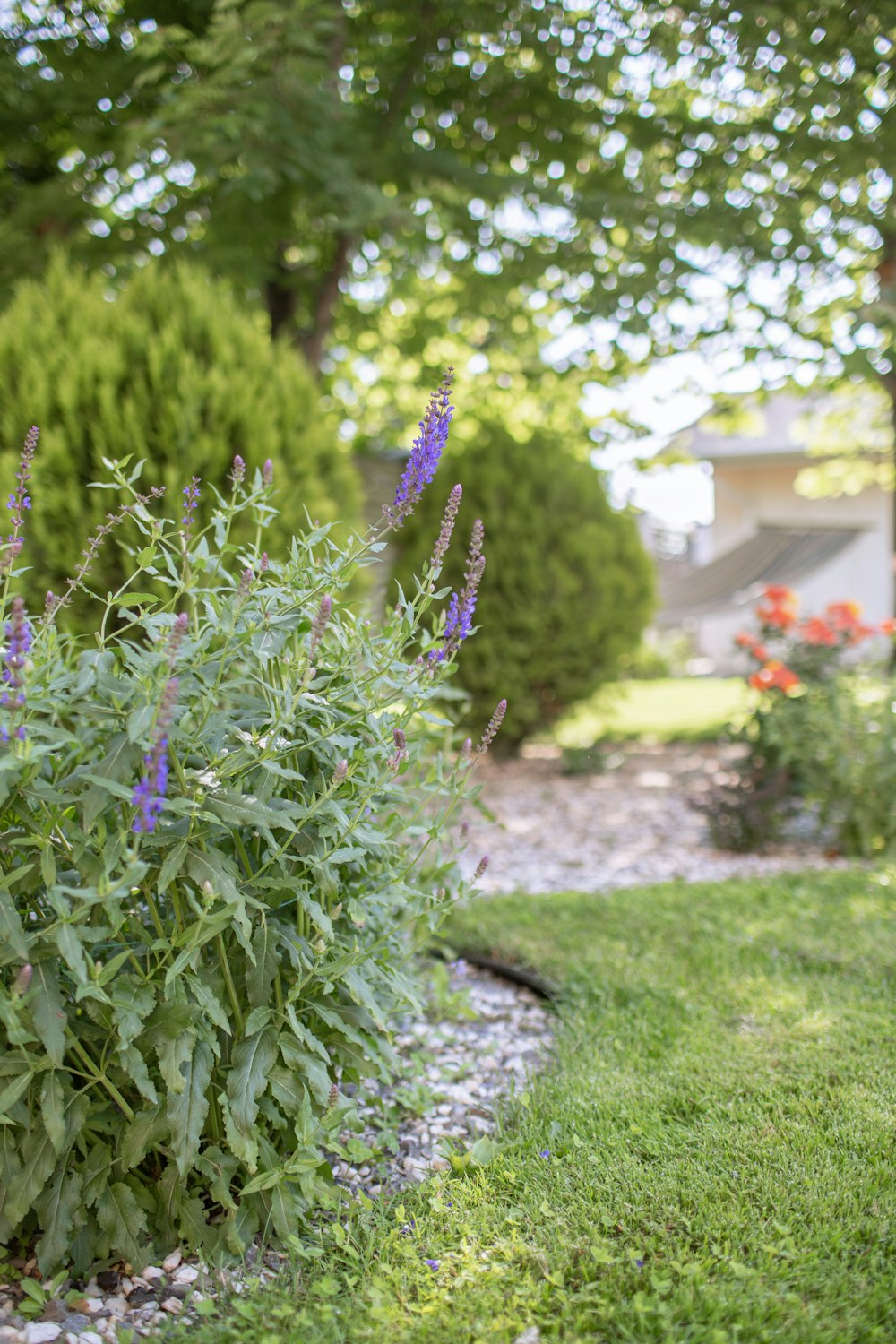 A garden border in bloom
